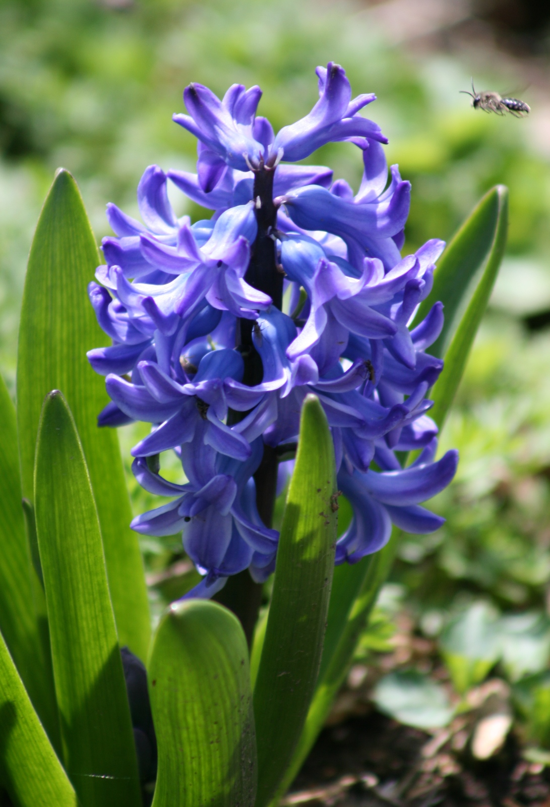 Jessica Snyder Hyacinth