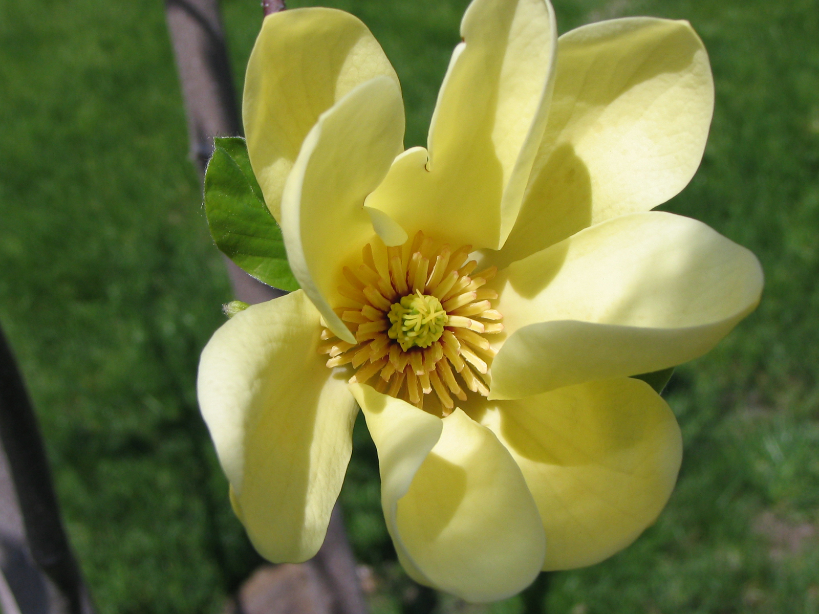 Kathy Barger Magnolia