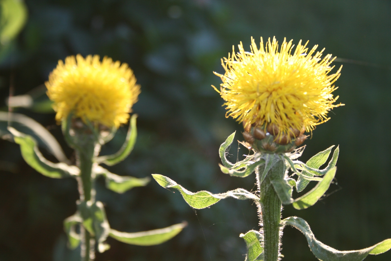 Yellow Centaurea Regina Snyder Centaurea macrocephela